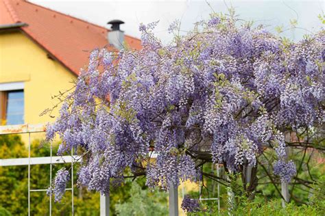 Japanese Wisteria: Care & Growing Guide