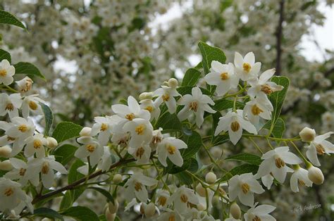 Flowering Tree Photograph By Mick Anderson Fine Art America