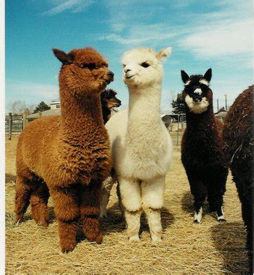 Take a Wild Earth Holiday Adventure to help Save the Llamas! Taos, New Mexico - Animal Fair