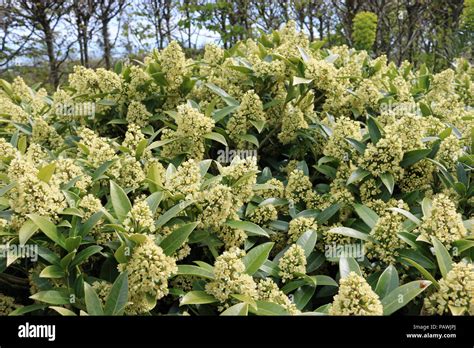 Skimmia Japonica Kew Green Fotos Und Bildmaterial In Hoher Aufl Sung