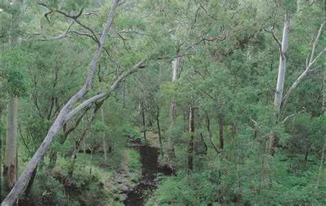 Southern Downs And Granite Belt Southern Queensland Country