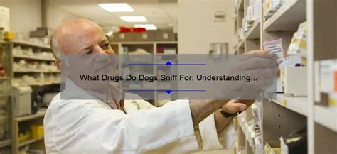 Unleashing the Truth: What Drugs Can Dogs Sniff Out?