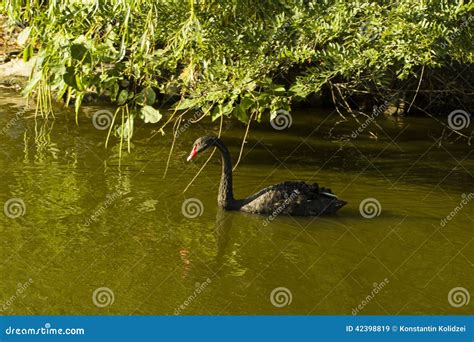 Swan Stock Image Image Of Bird Nature Love Beautiful 42398819