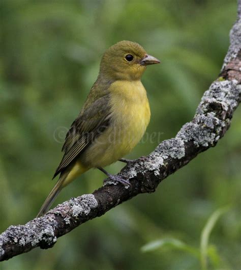 Scarlet Tanager - Window to Wildlife - Photography by Jim Edlhuber