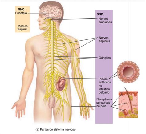 Generazione Telecamera Assegnazione Anatomia Sistema Nervoso Periferico