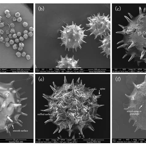 Histograms Of Eight Quantitative Traits Of Hibiscus Syriacus Based On