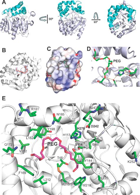 Crystal structure of RPA1511: overall fold and catalytic triad. (A)... | Download Scientific Diagram