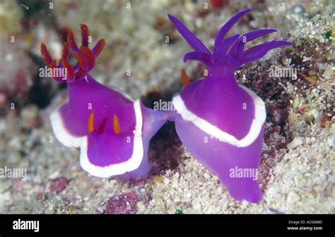 Hermosos Nudibranquios Fotograf As E Im Genes De Alta Resoluci N Alamy