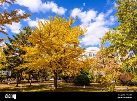 Campus of Dalian University of Technology Stock Photo - Alamy