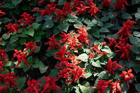 Espigas De Flores Rojas Y Hojas Verde Oscuro De Salvia Roja Salvia