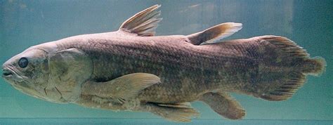 Coelacanth – a Living Prehistoric Creature | HumairAhmed.com