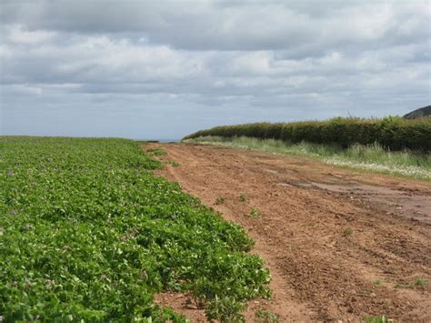 East Lothian Potato Field M J Richardson Geograph Britain And Ireland