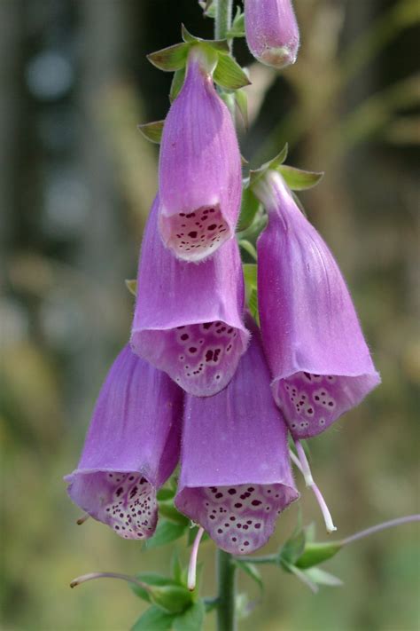 Roter Fingerhut Digitalis purpurea Beschreibung Steckbrief Systematik