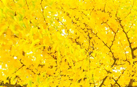 Yellow ginkgo biloba leaves tree in autumn 11741353 Stock Photo at Vecteezy