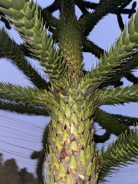 Monkey Puzzle From Universidad Cat Lica De La Sant Sima Concepci N