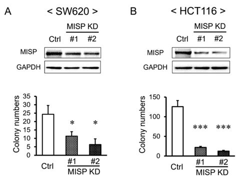 Sw620 Crc Cell Lines Atcc Bioz