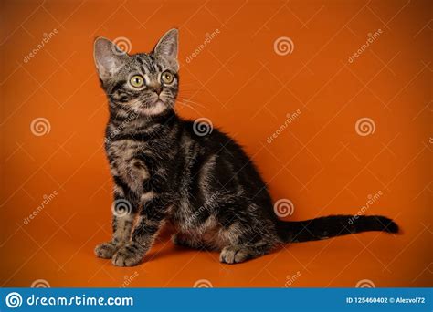 Gato Americano Do Shorthair Em Fundos Coloridos Foto De Stock Imagem