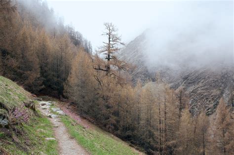 Fotos gratis árbol naturaleza bosque camino desierto montaña