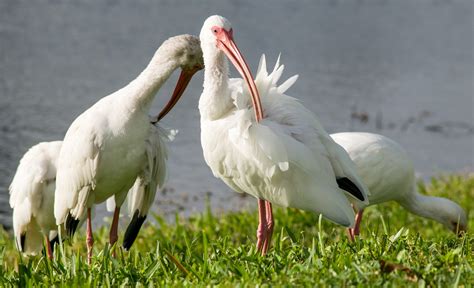 Ibis Ptaki Natura Dzikiej Darmowe Zdj Cie Na Pixabay Pixabay