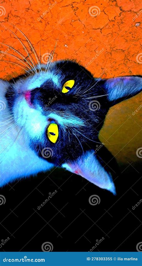 Cat with glowing eyes stock image. Image of glowing - 278303355