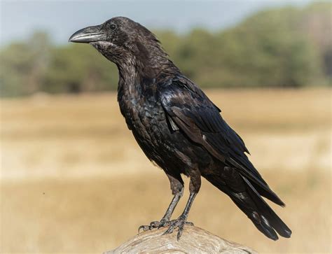 spirit animal raven meaning 10