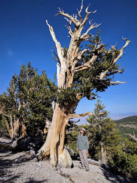 Welcome Whitebark Pine Ecosystem Foundation