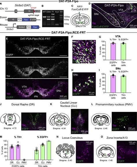 Generation Of A DAT P2A Flpo Mouse Line For Intersectional Genetic