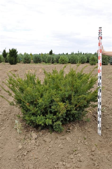 Taxus X Media Farmen Tis Starkl Zahradn K Spol S R O Stromy