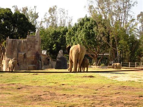 travellers tales california vacation san diego safari