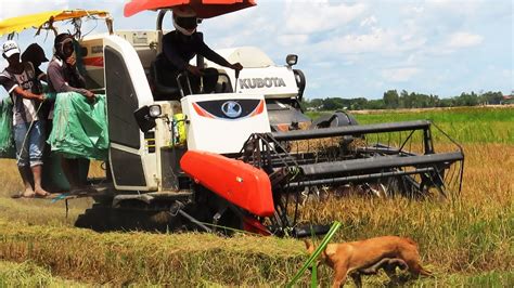 Rice Cutting Machine Working Skills Kubota Harvester Dc70plus Cutter