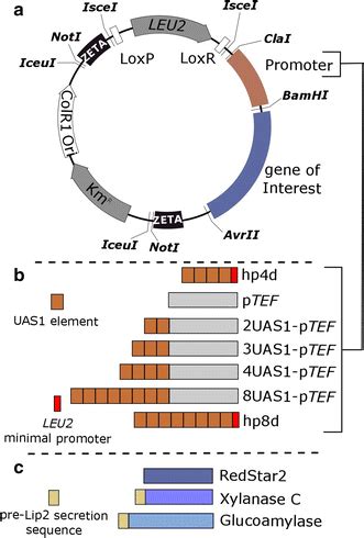 Schematic Representation Of Plasmid Construction A Representation Of