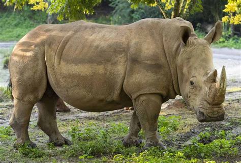 Disney’s Animal Kingdom expecting three baby rhinoceroses