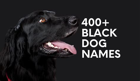 400+ Black Dog Names That Capture The Essence Of Your New Pup