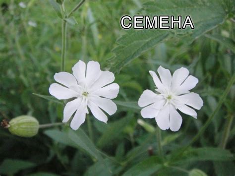 Силена Капенсіс, Silene Capensis, Африканський корінь сновидінь ...