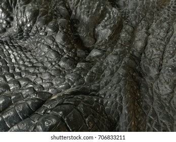 Black Crocodile Skin Texture Stock Photo 706833211 | Shutterstock