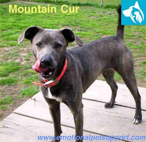 Mountain Cur – A Dog Owner’s Guide