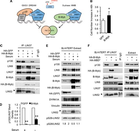 Effect Of B Myb Overexpression In Bj Htert Cells A Schema Of The Dream