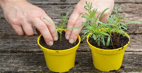 How To Plant & Grow Cosmos Flowers From Seeds (Start-Germination) - EmbraceGardening