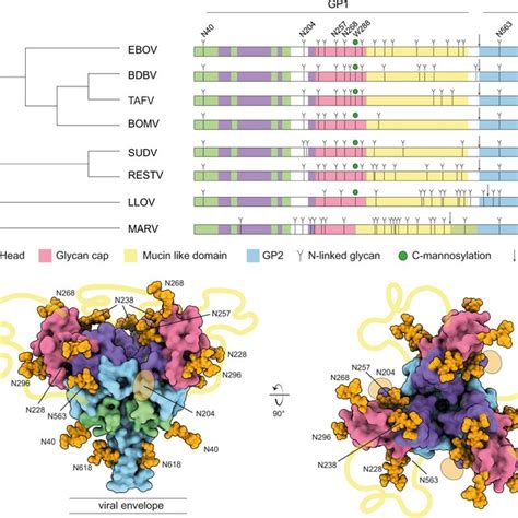 C Mannosylation In Ebolavirus Gp A Schematic Domain Structure Of Ebov