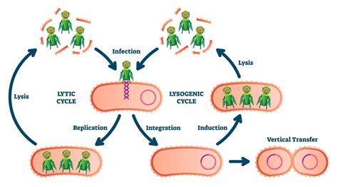 The Life Cycle Of A Virus Shalom Education