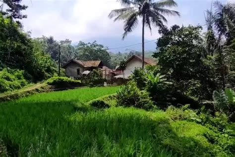 Kampung Terpencil Ini Hanya Dihuni Kk Berada Di Tengah Hutan