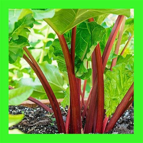 Rhubarb Victoria Heritage Organic Open Pollinated Seeds