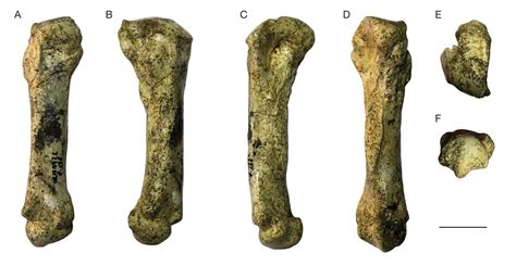 New fossils of Amphicyonidae (Carnivora) from the middle Miocene (MN6 ...