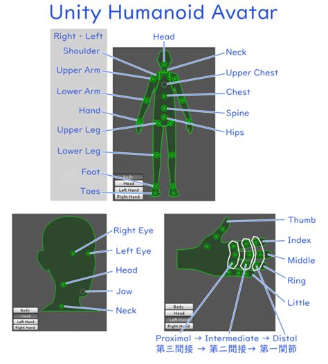 Unity Humanoid Avatarの解説 Virtualcast