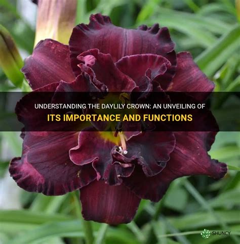 Understanding The Daylily Crown An Unveiling Of Its Importance And Functions Shuncy