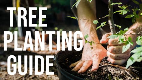 How To Plant A Tree The Definitive Guide To Proper Planting Youtube