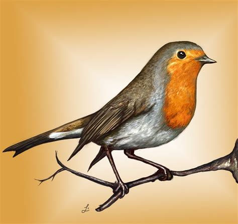 Robin Bird Drawing at GetDrawings | Free download