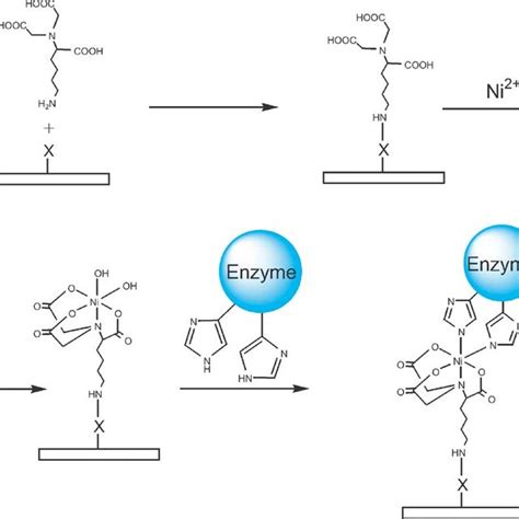 Reversible Immobilization Of Enzymes Through Disulfide Bond Download