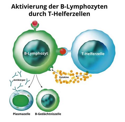 Was Ist Das Spezifische Immunsystem