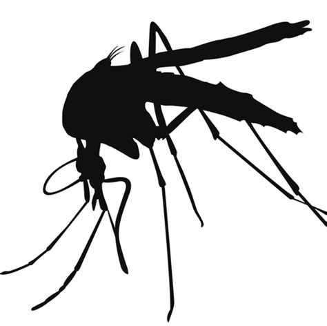 Detail Mosquito Vector Png Koleksi Nomer